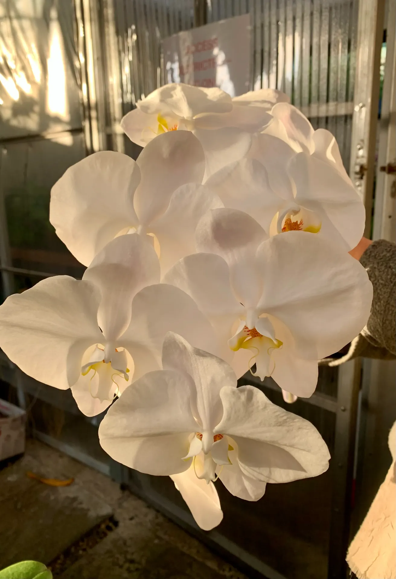 [TLFeb2026] V3 Phal Sogo Yukidian - plant only