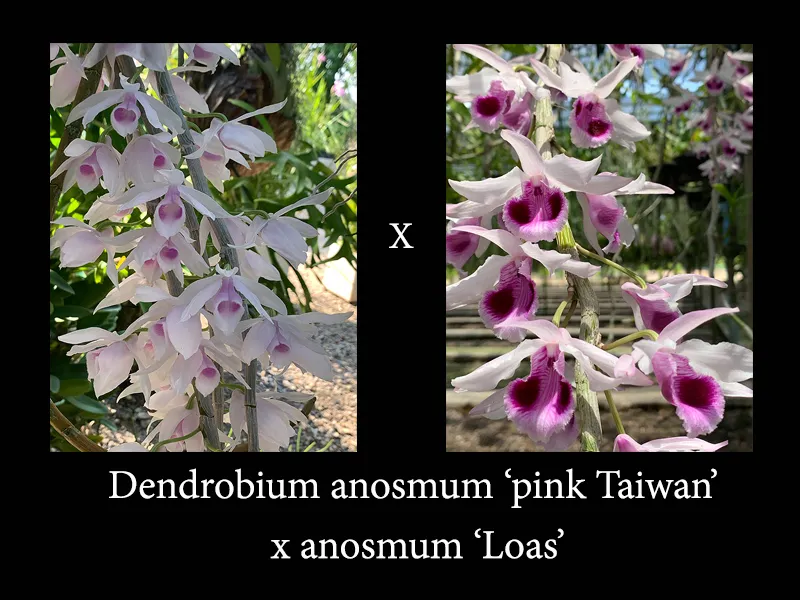 Dendrobium hybrids (anosmum ‘pink Taiwan’ x anosmum ‘Loas’)