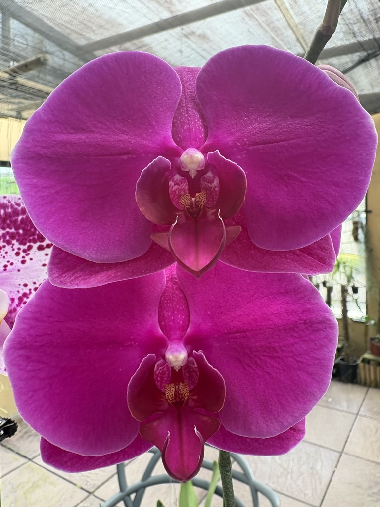 Phal Reggae flower size 8-9cm