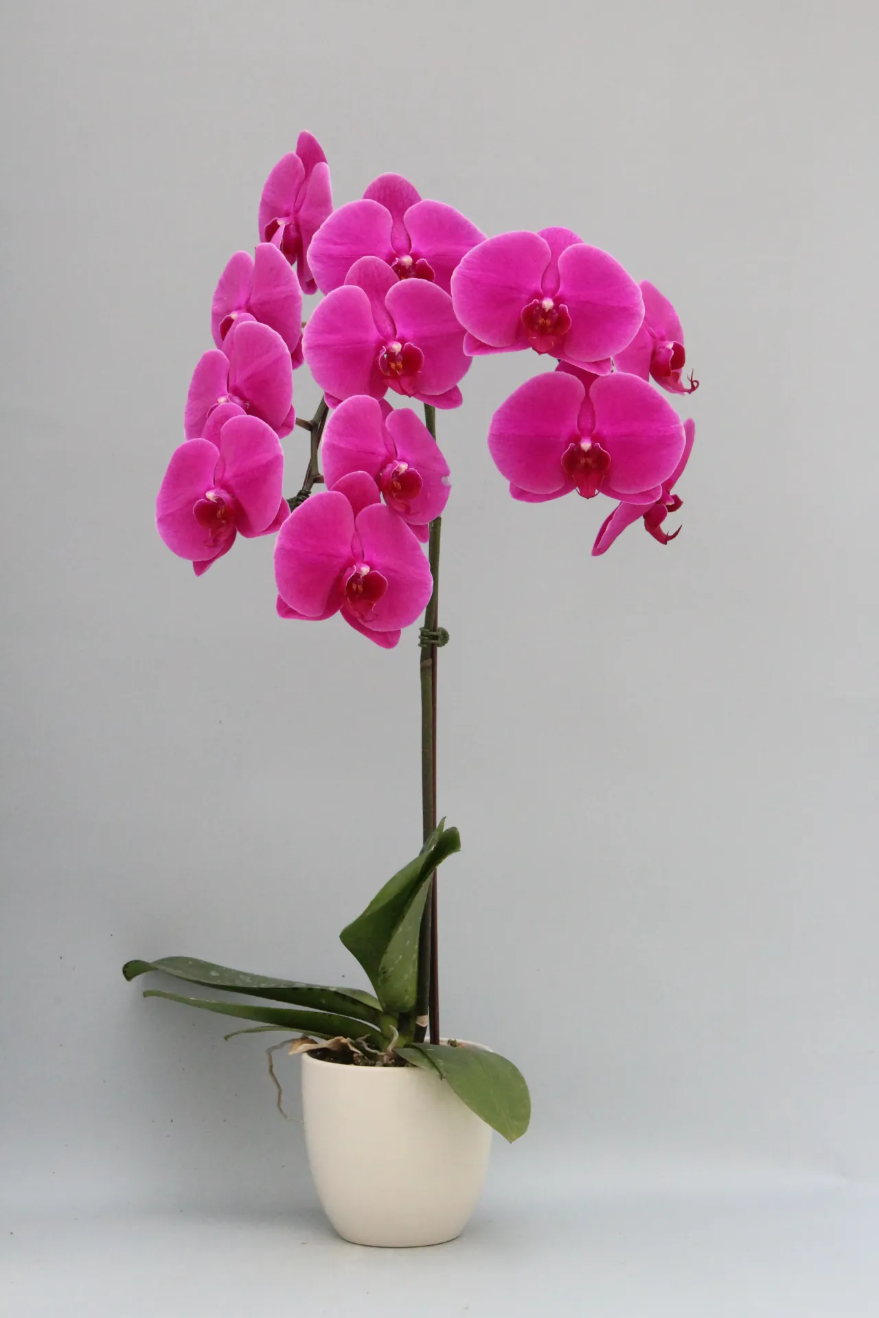 Phal Reggae- non-blooming
