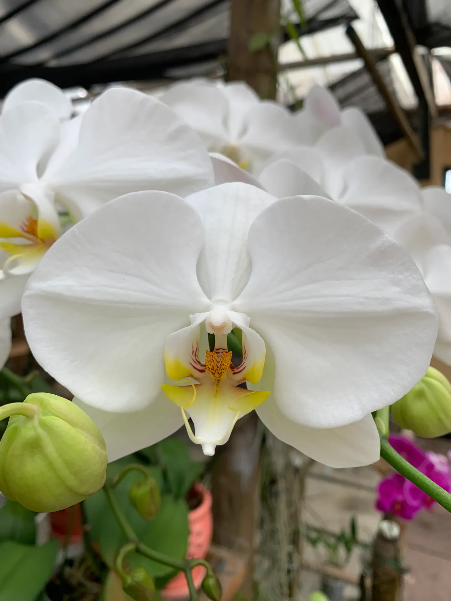 Phal Sogo Ice Hoyuki - non-blooming