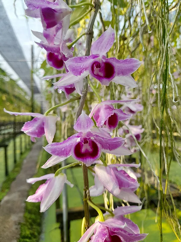 Dendrobium hybrids (anosmum ‘South’ x Nestor ‘Semi’)