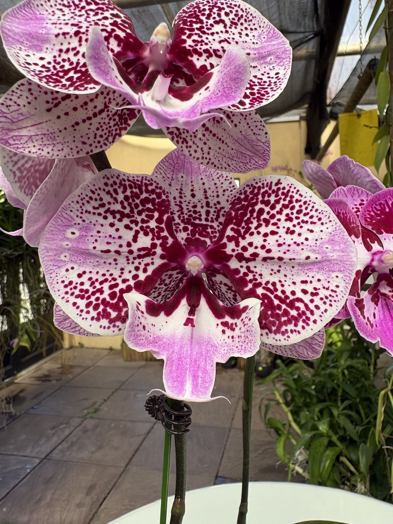 Phal Pink Sand flower size 10-11cm