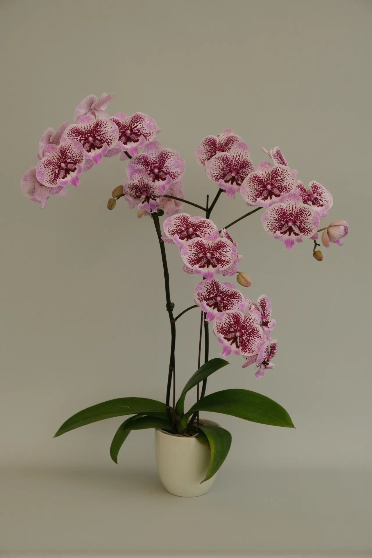 Phal Pink Sand- non-blooming