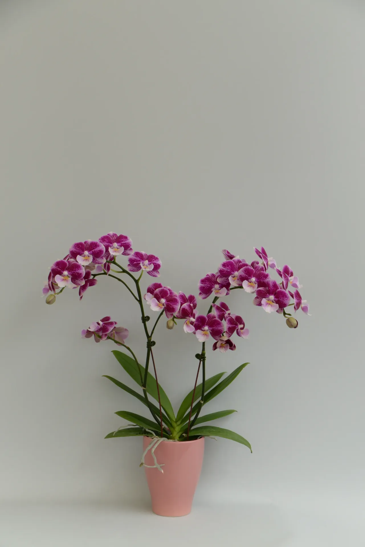 Phal Johana - non-blooming