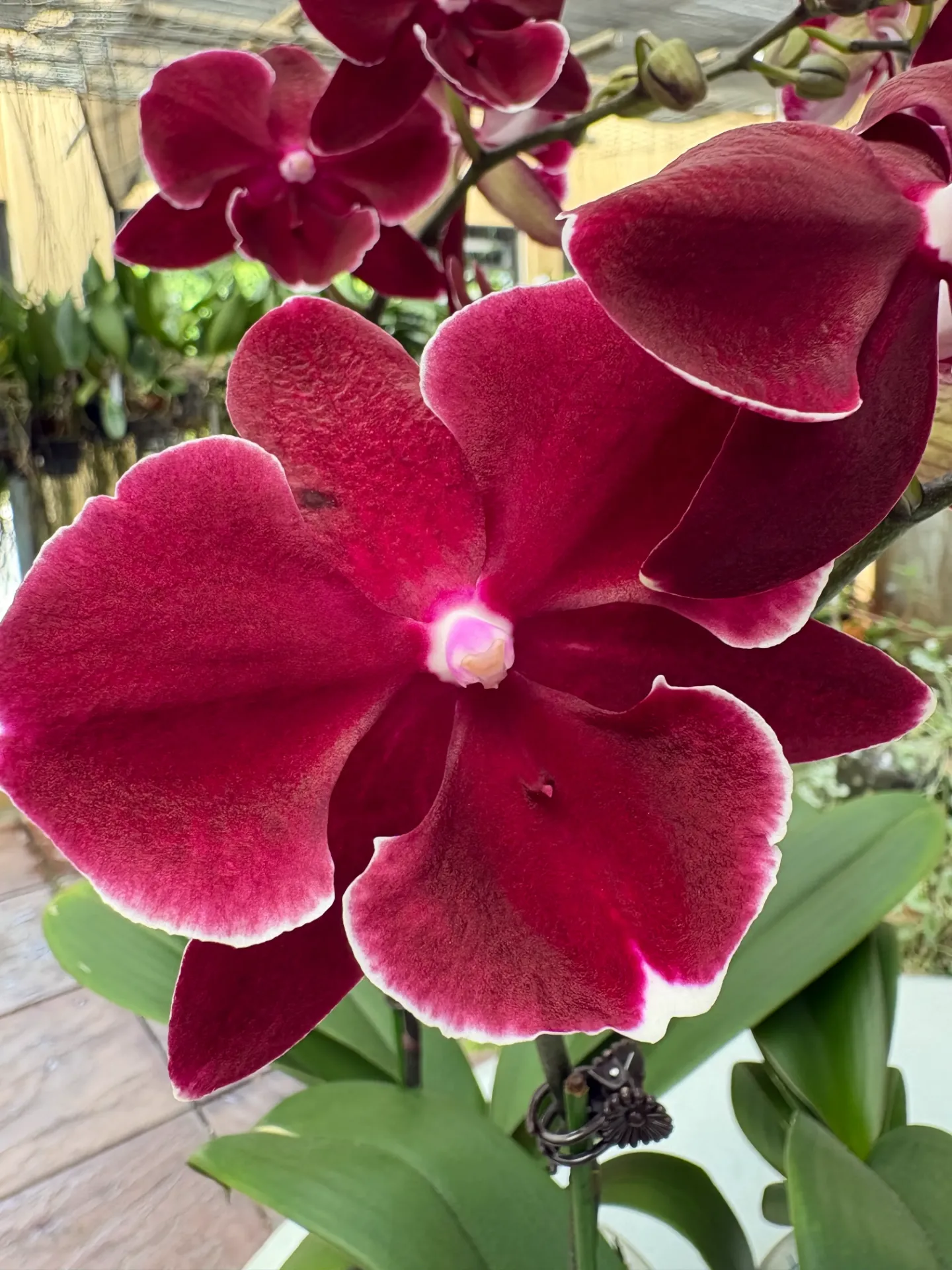 L068 Phal. Reyoung Midnight - non-blooming