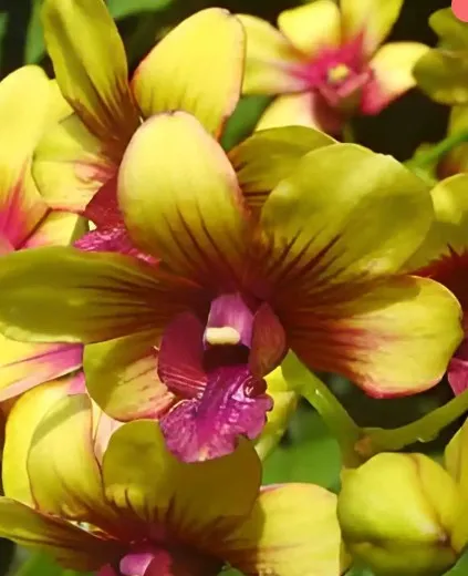 [Kul-Ameer/NazirApr25] Dendrobium Yellow Splash