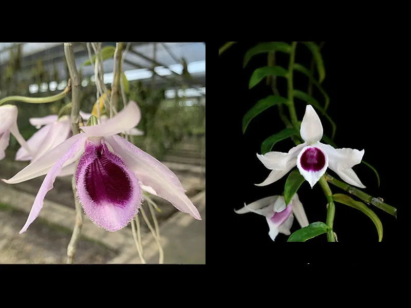 Dendrobium hybrids (anosmum ‘south’ x anomum ‘semi Indo’)