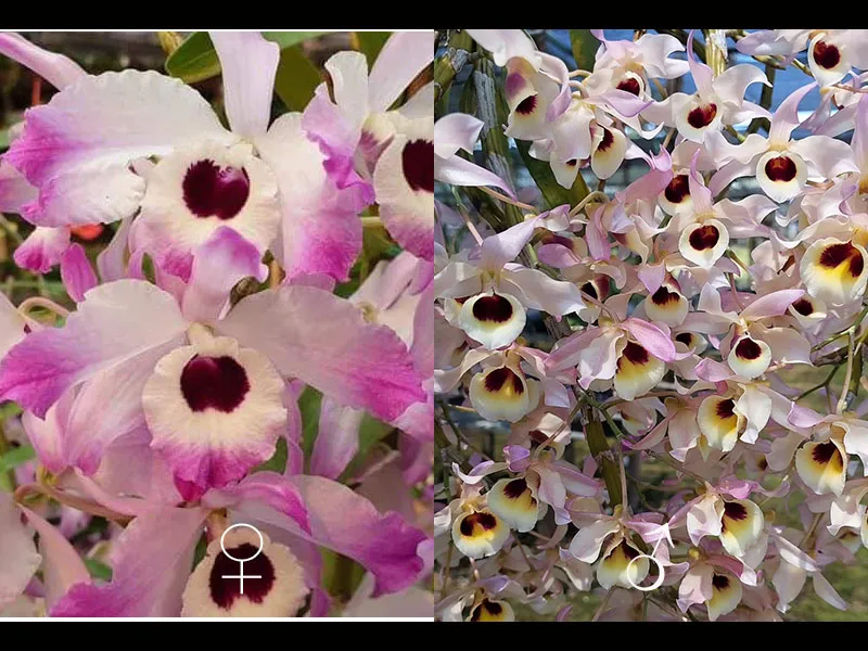 Dendrobium hybrids (nobile ‘Vietnam’ x Yi Cheng Xi Shi x signatum)