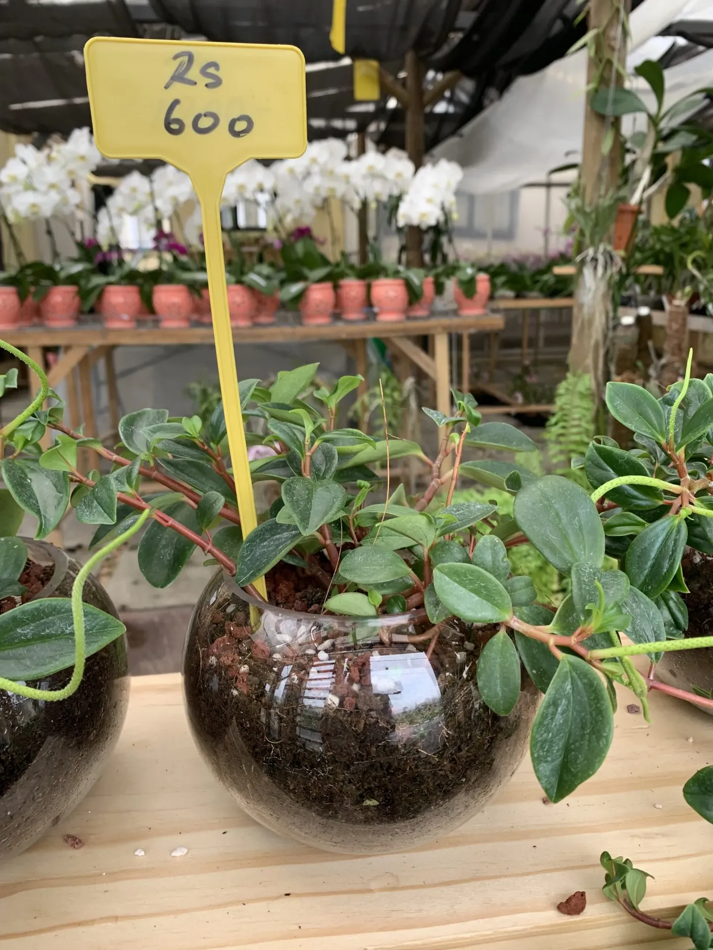 Foliage  Peperomia Green w/Glass Jar