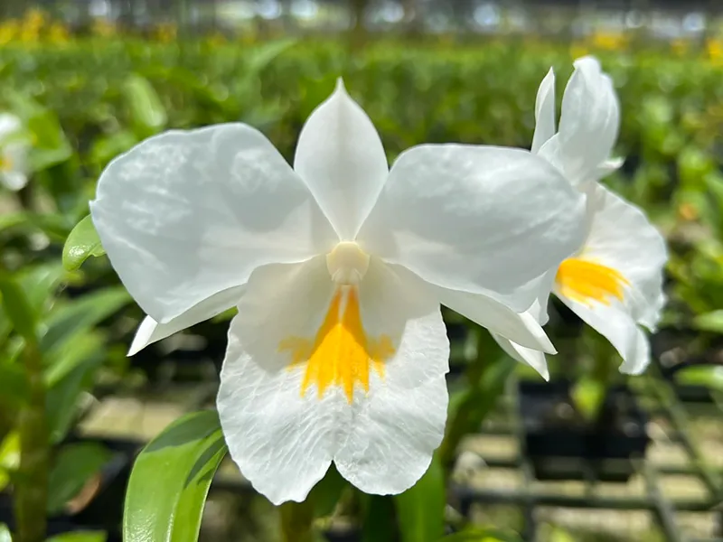 Dendrobium hybrids (formosum ‘Alba’ x formosum)