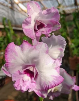 Dendrobium Pink Dragon