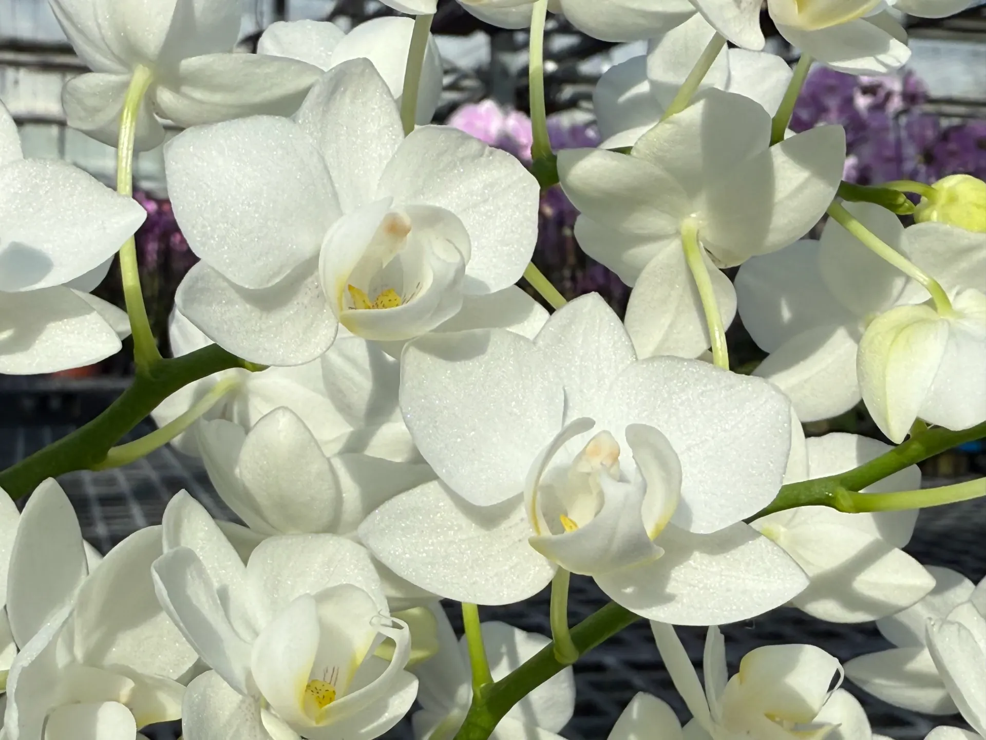 K681 Phal Baby Breath flower size 5cm -special (Two flower stems)