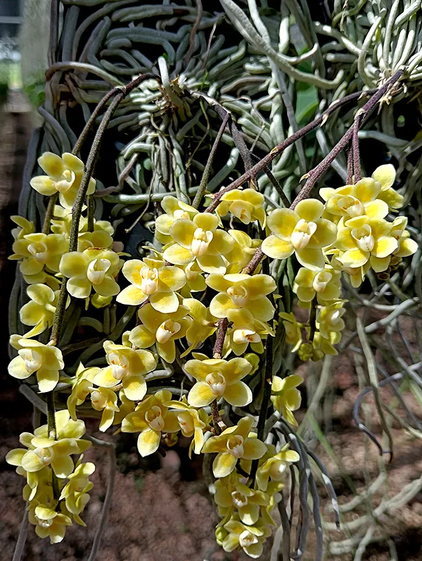 Chiloschista parishii leafless orchid