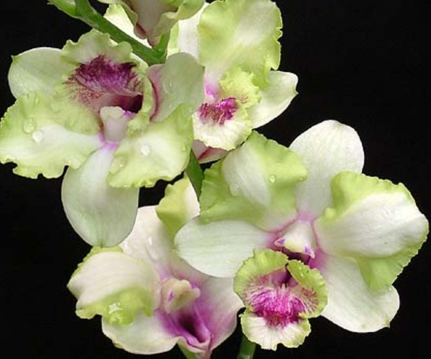 Dendrobium Nopporn Starbright
