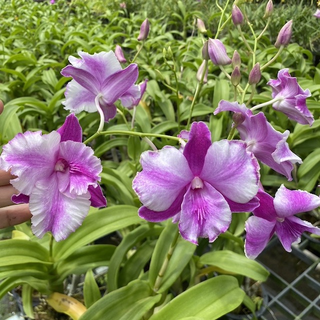 Dendrobium Lady Pink x King Dragon