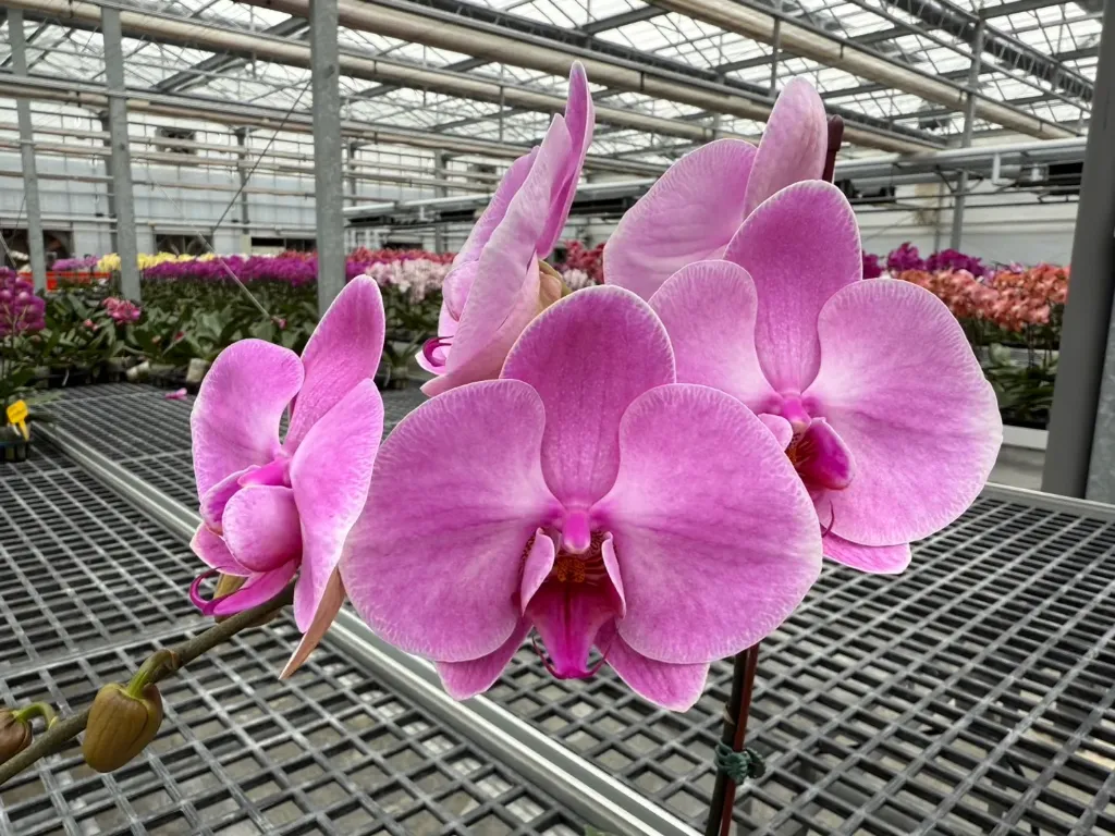 L070 Reyoung Clara flower size 11-12cm