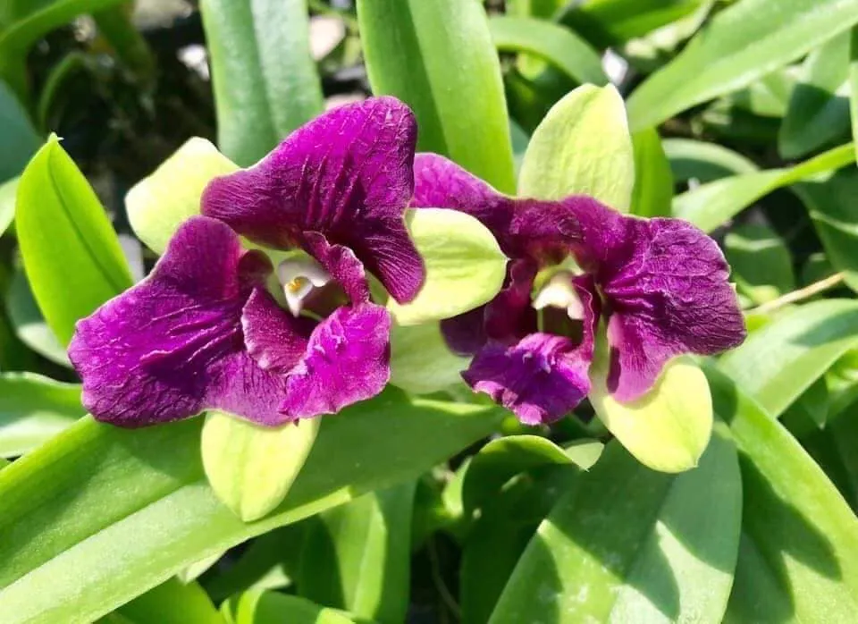 Dendrobium Thongchai Green 3 lips