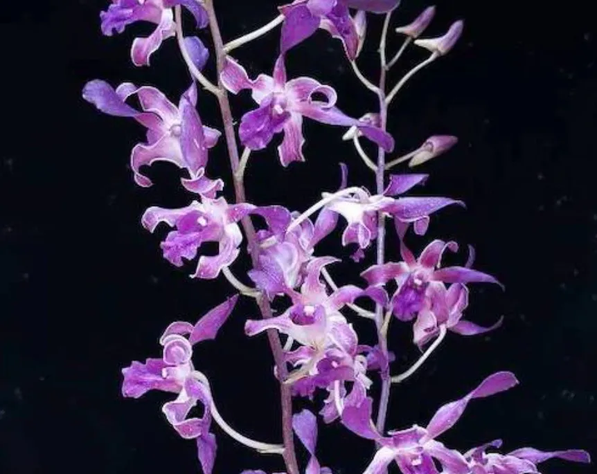 Dendrobium Blue Spin