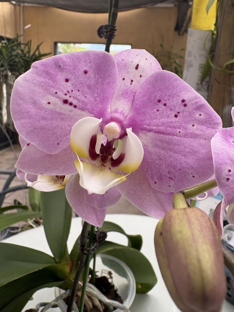 [LFMay2026] LL238 Phal. Hero Shock x Moon Diana flower size 7-8cm