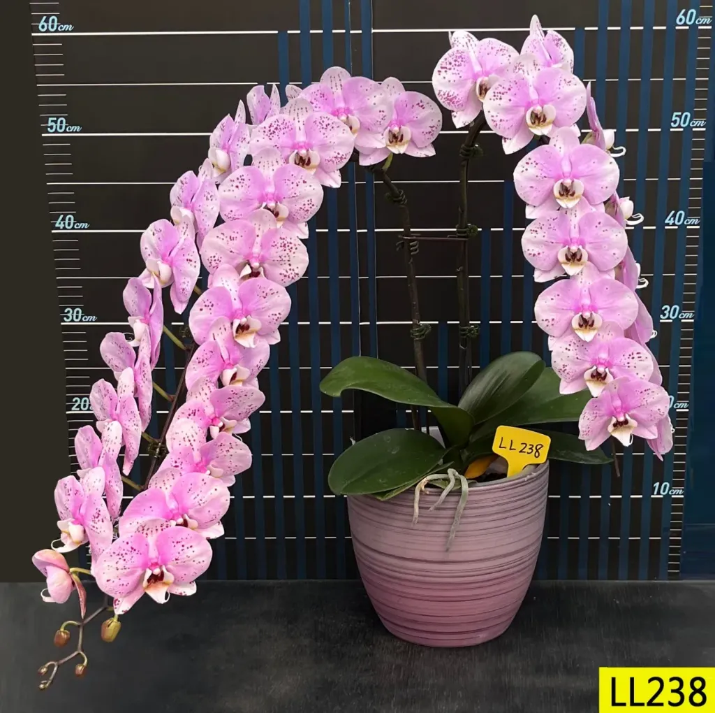 LL238 Phal. Hero Shock x Moon Diana