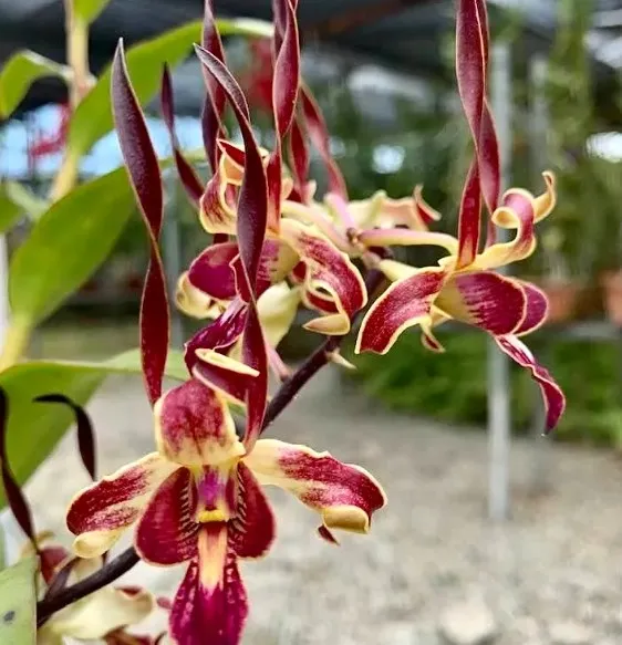 Dendrobium Chao Chao Brown
