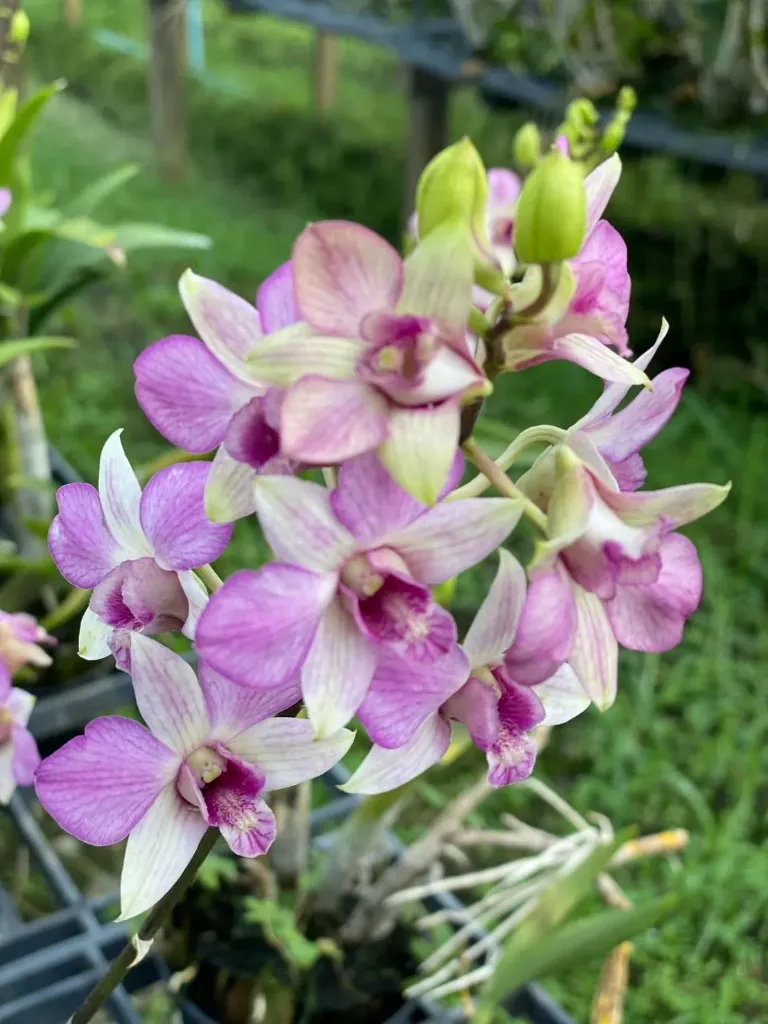 Dendrobium Mini Pink