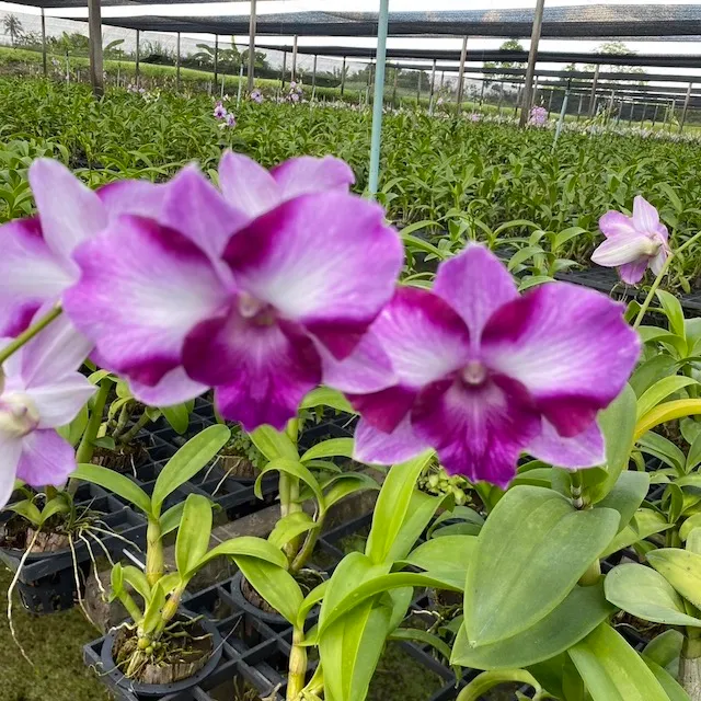 [Kul-Ameer/NazirApr25] Dendrobium Star Fancy