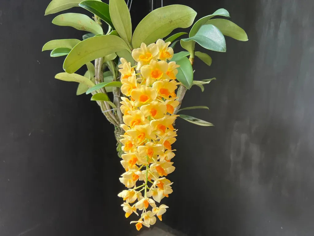 Dendrobium densiflorum