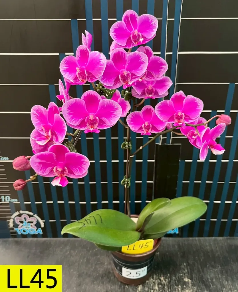 LL45 Phal Queen Beer 'Alba'