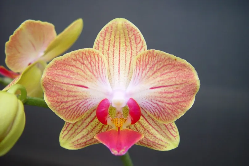L1554 Phal Golden Stripes