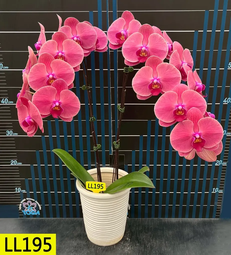 LL195 Phal Passion Red 2.5'