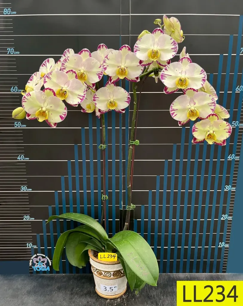 LL234 Phal Rainbow