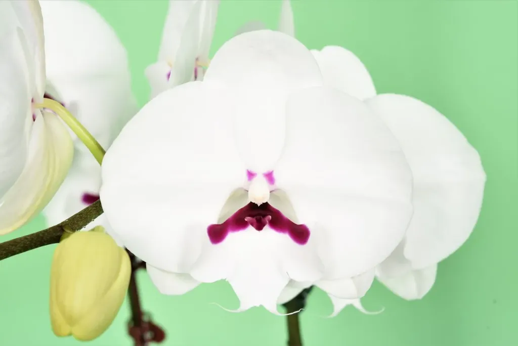 YH0330 Phal Gentleman flower size 9-10cm