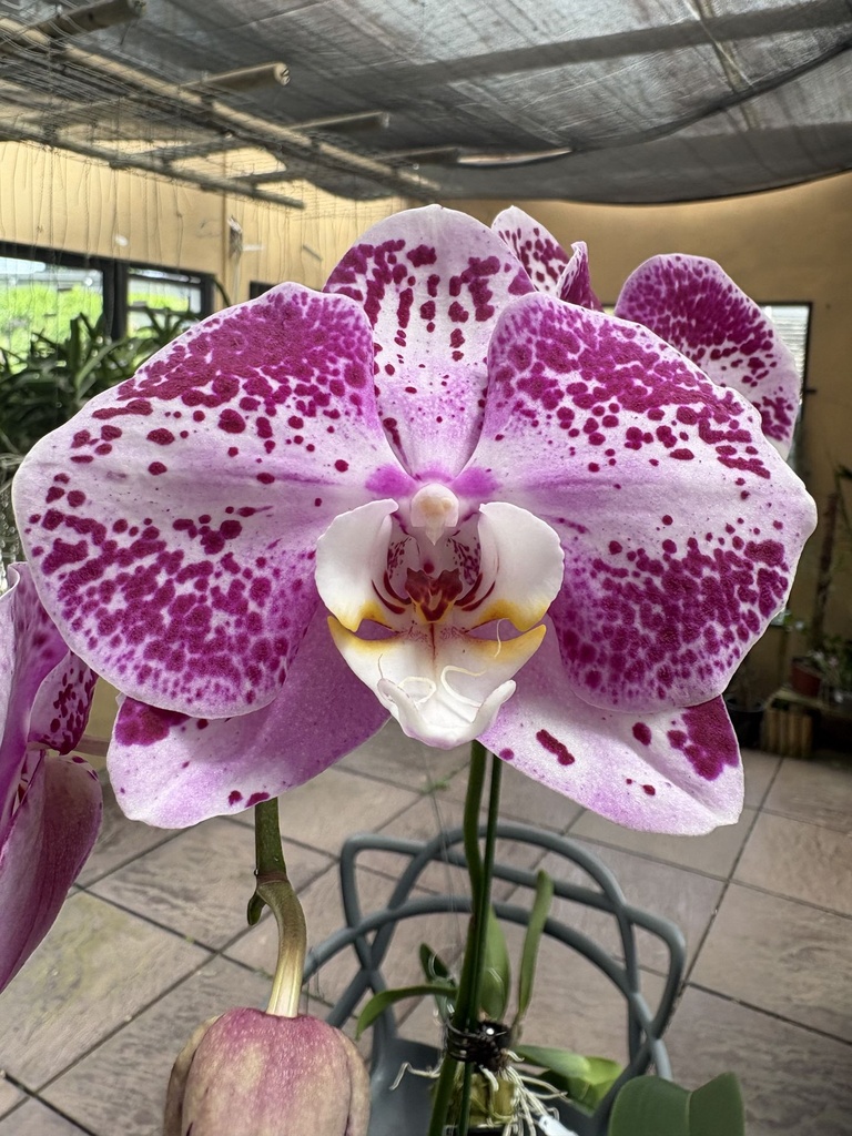 [LFMay2026] LL50 Phal King x Pink Angel flower size 9-10cm