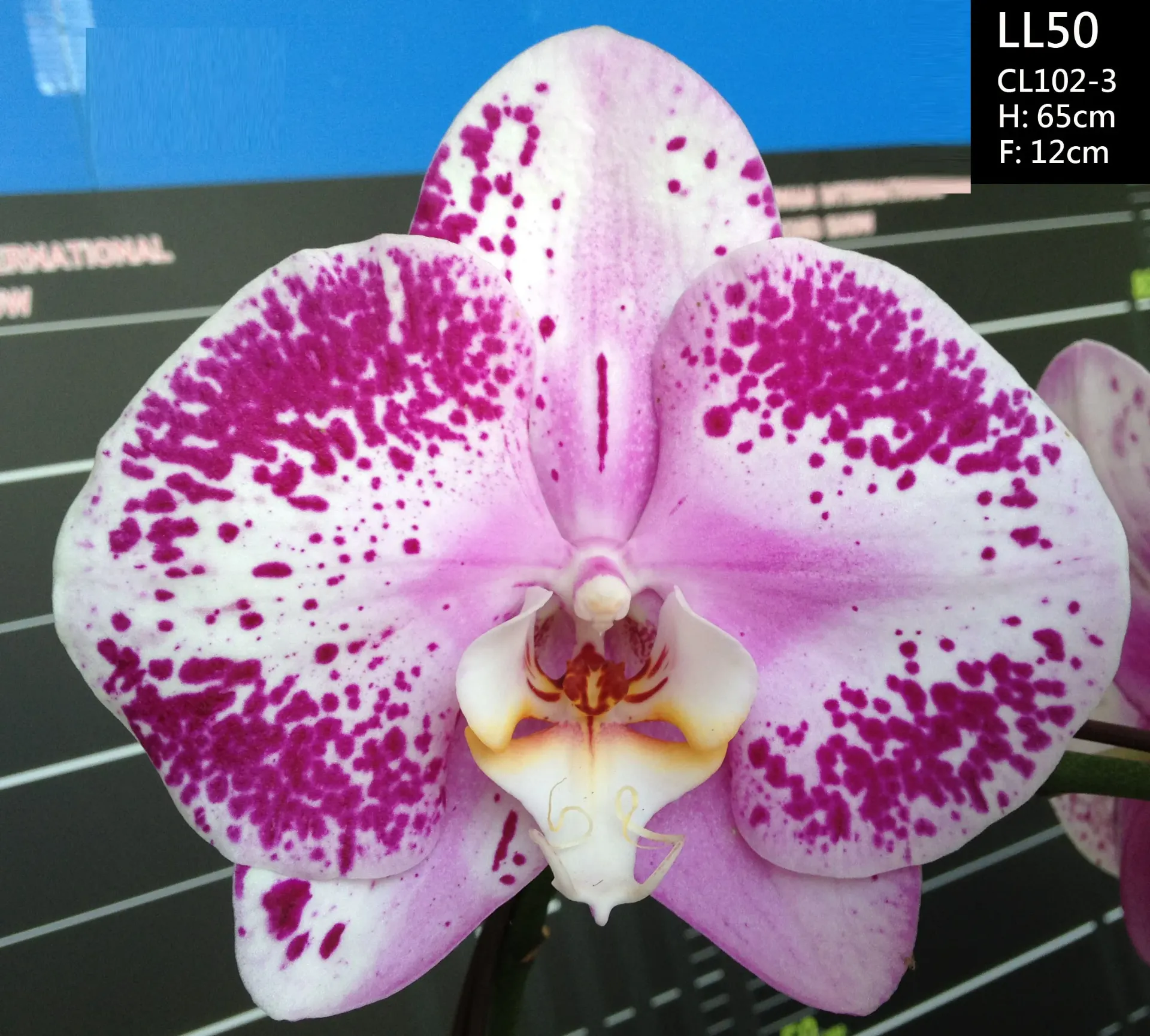LL50 Phal King x Pink Angel flower size 9-10cm