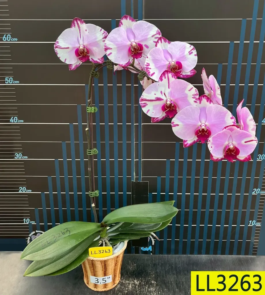 LL3263 Phal Graphic