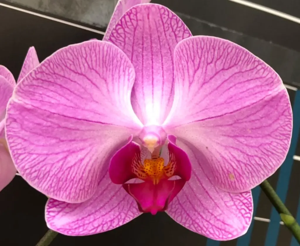 L3035 Phal Gaia