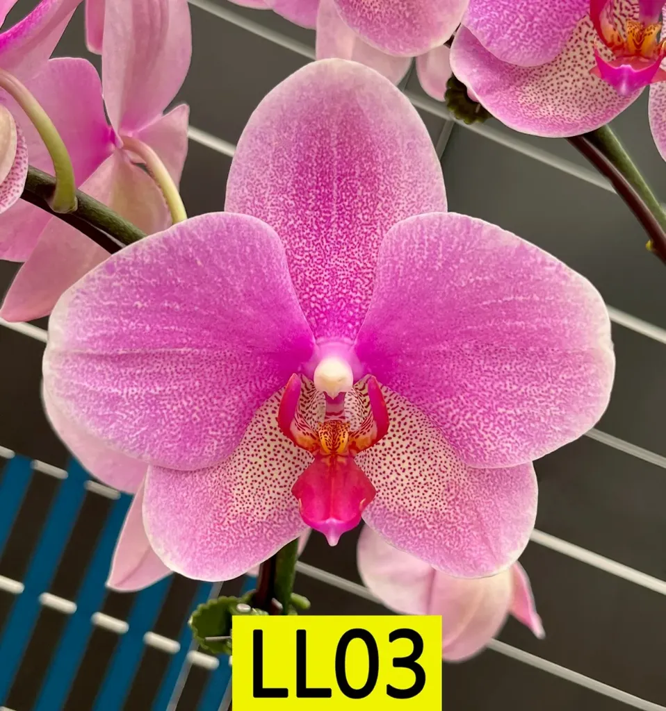 LL03 Phal Freckle Bird