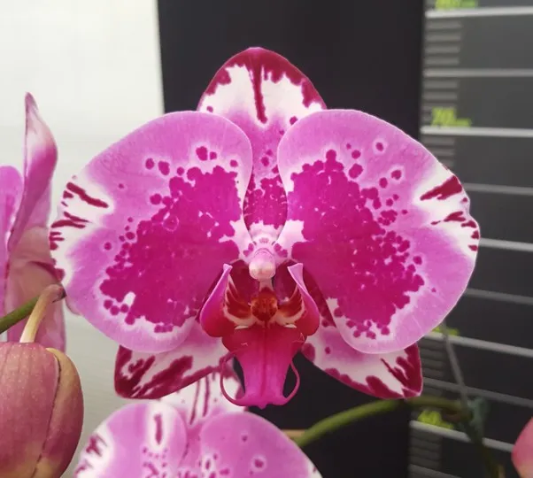 L1668 Phal Red Lion
