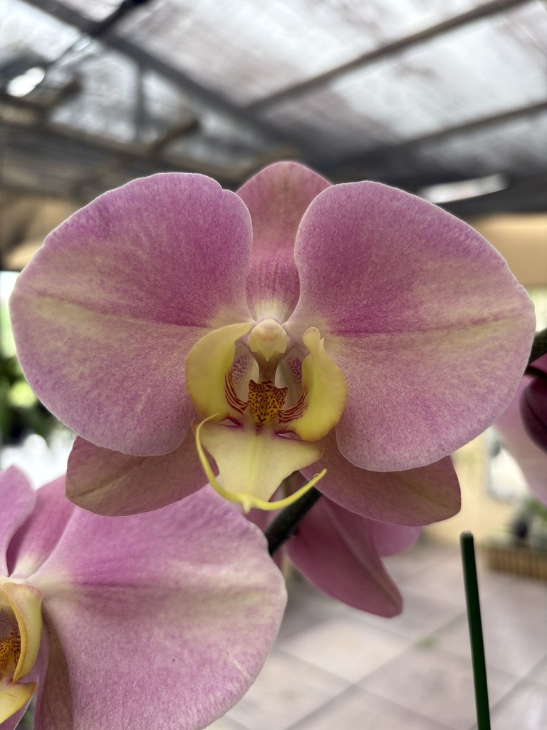 LL267 Phal Hong Lin Jewellery x Morning Moon x Taiyou flower size 12cm