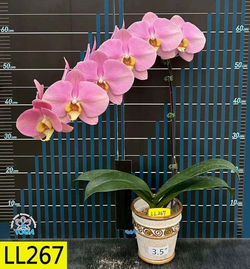 LL267 Phal Hong Lin Jewellery x Morning Moon x Taiyou