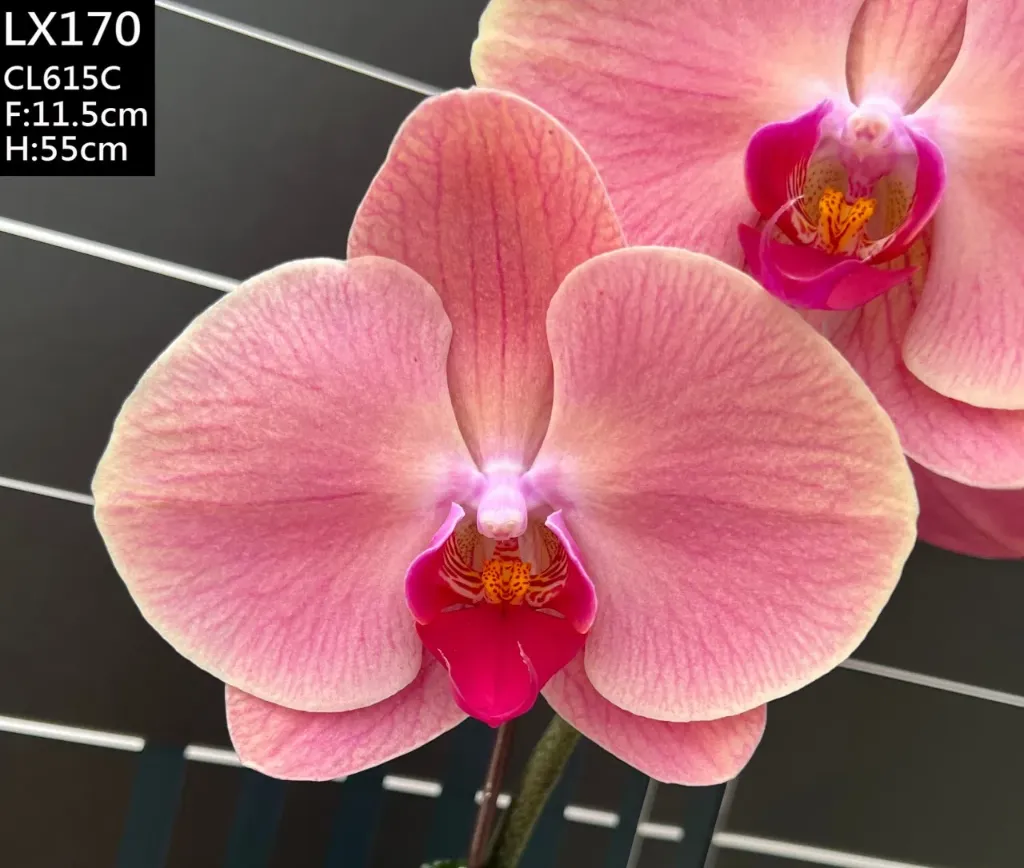 LX170 Phal Passion Red 3.5'