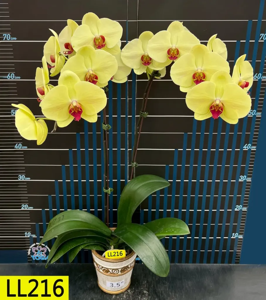 LL216 Phal Chic Rouge