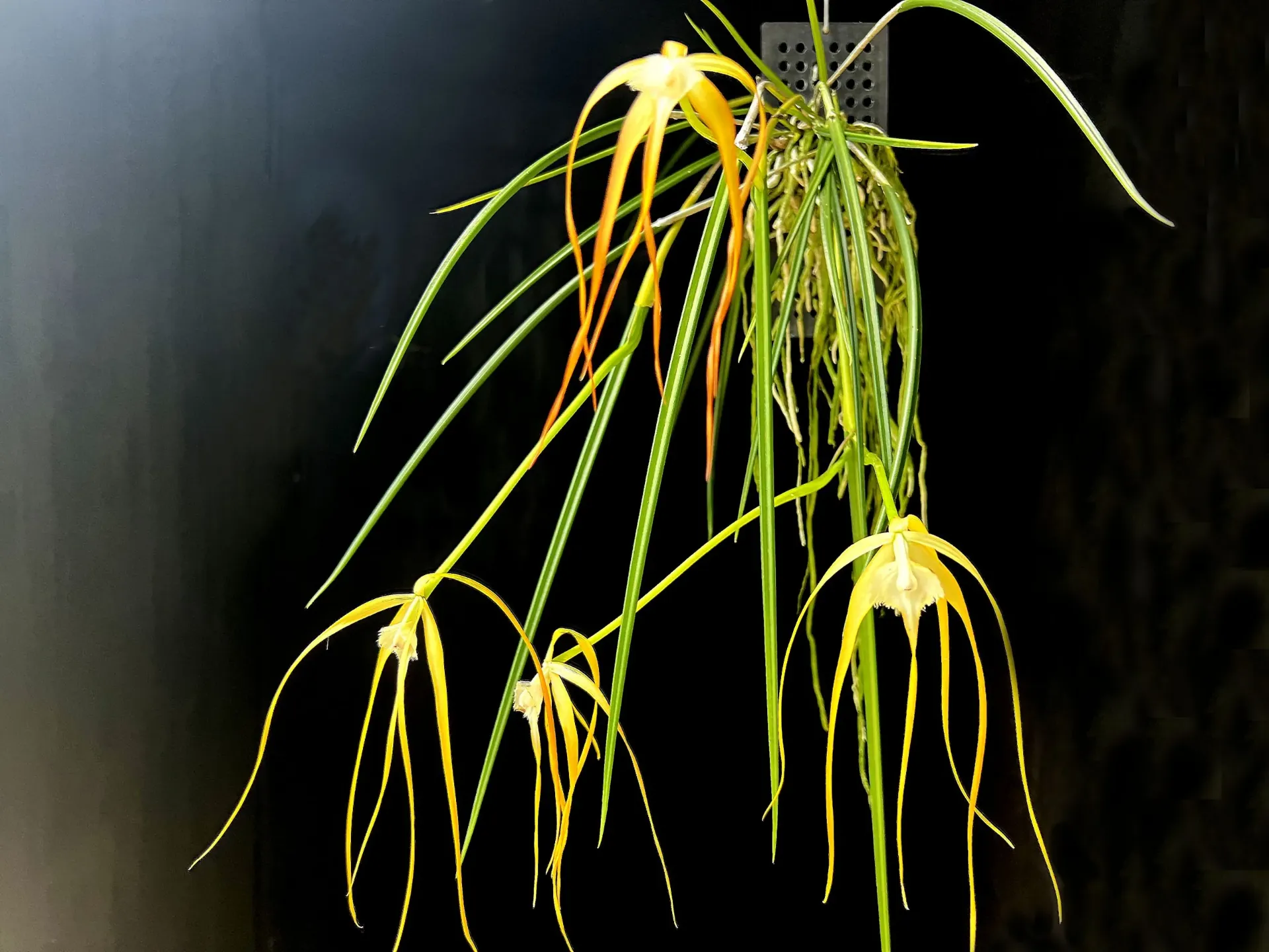 Brassavola cucullata XL