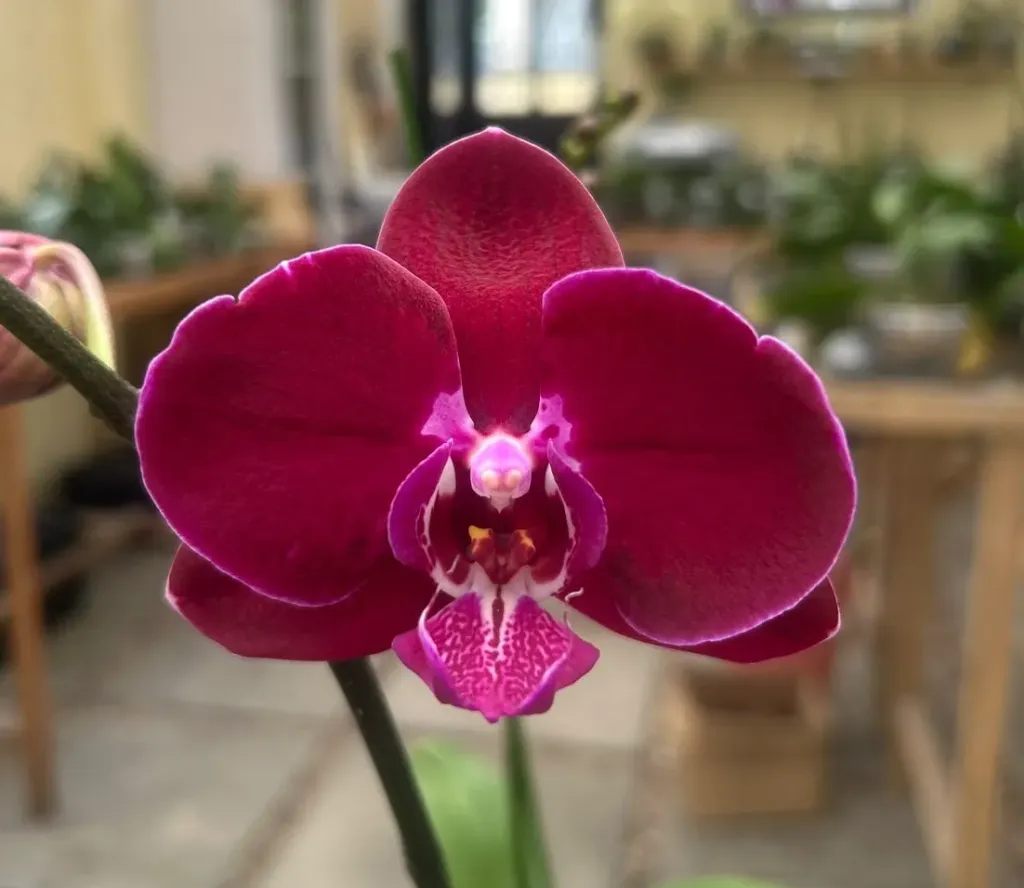 Phal SG Gracia flower size 9-10cm