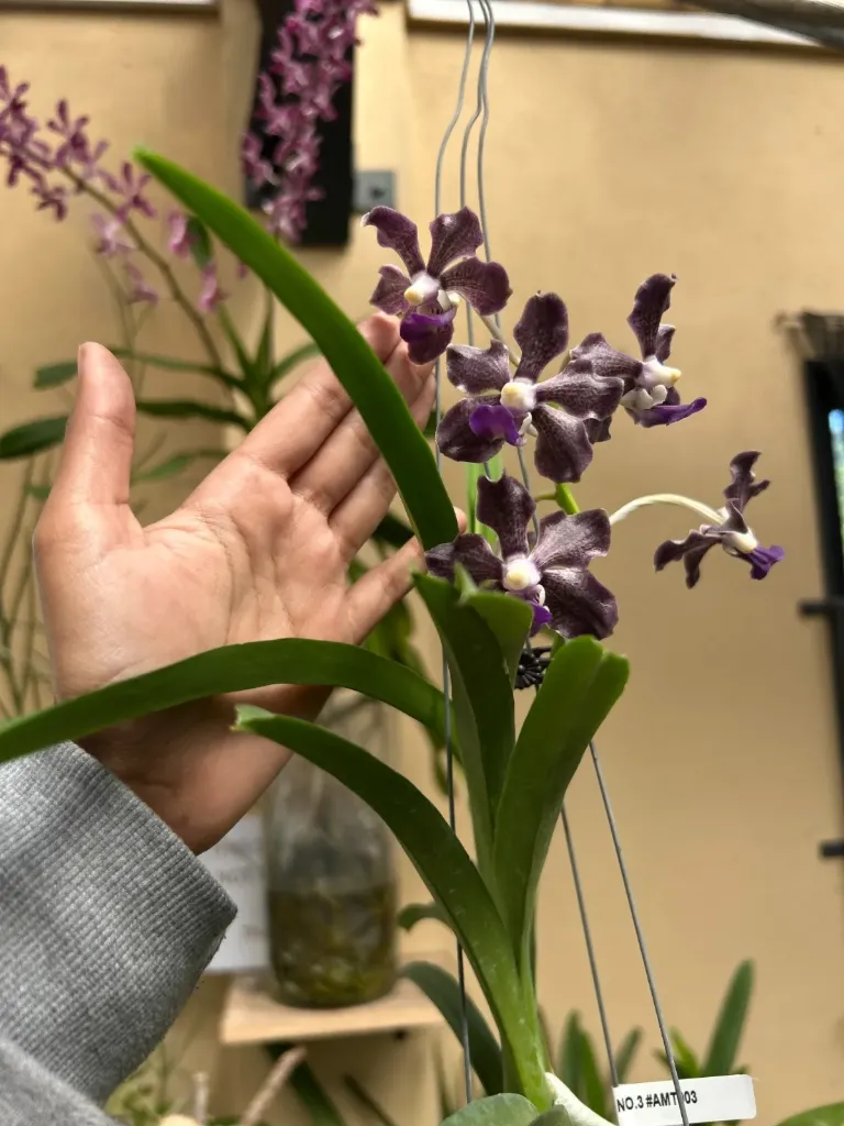 Vanda Tesselatta hybrids - RARE!