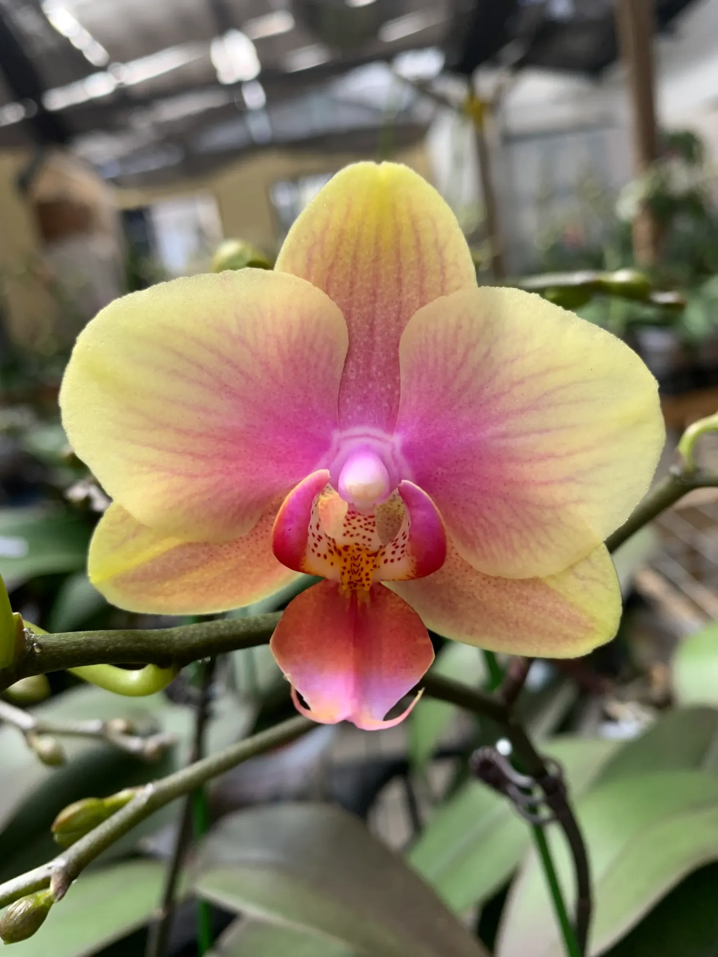 Phal Belle Helene flower size 5-6cm