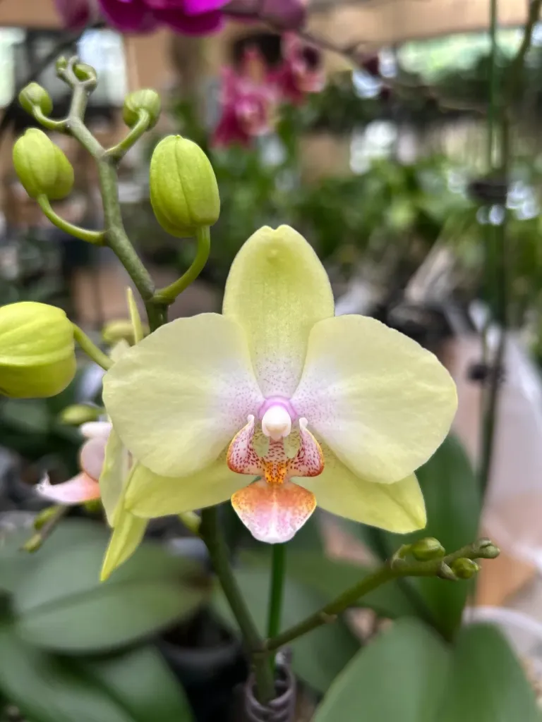 F4970 Phal Akari flower size 5-6cm