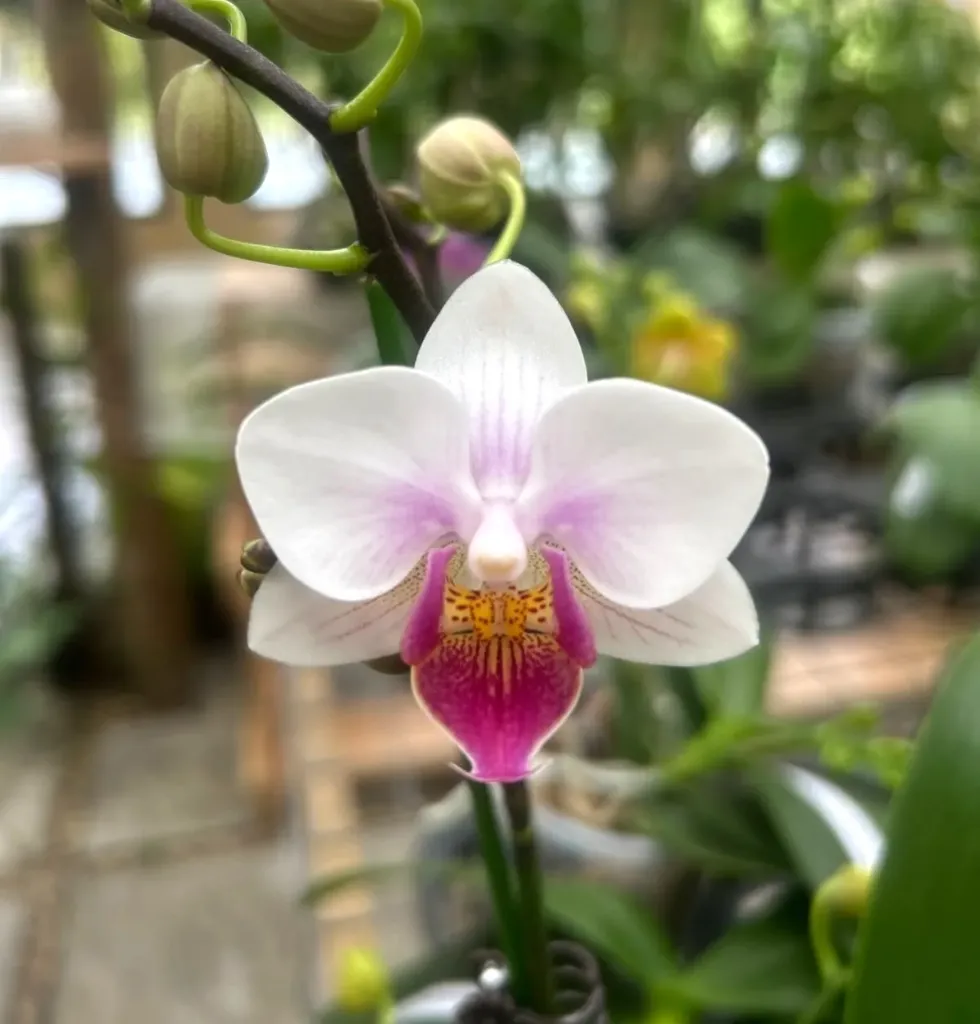 F6607 Phal Almond Flour flower size 4-5cm/ 2 stems